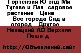 Гортензия Ю энд Ми Тугеве и Лав, садовое растение › Цена ­ 550 - Все города Сад и огород » Другое   . Ненецкий АО,Верхняя Пеша д.